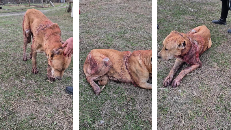 Balakəndə heyvana qarşı zorakılıq – Baltalanan itin taleyi hamını sarsıtdı