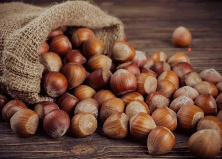 Qaxda fındıq bağları damcı-damcı suvarılır