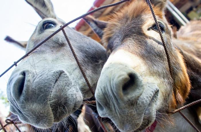 Şimalda nə qədər eşşək var? – Siyahı