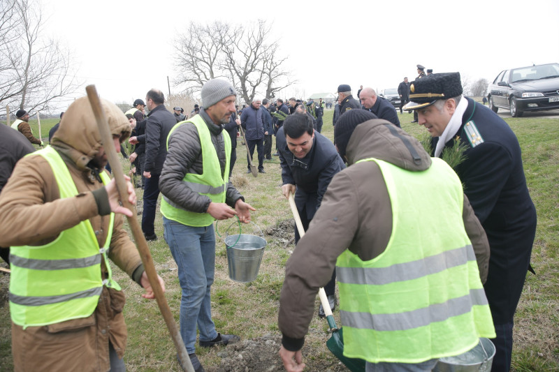 Xaçmazda 1000 şam ağacı əkildi – Genişmiqyaslı aksiya keçirildi