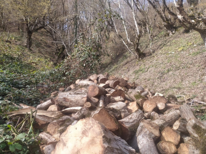 Oğuzda 15 vələs ağacını kəsən 21 yaşlı gənc SAXLANILDI