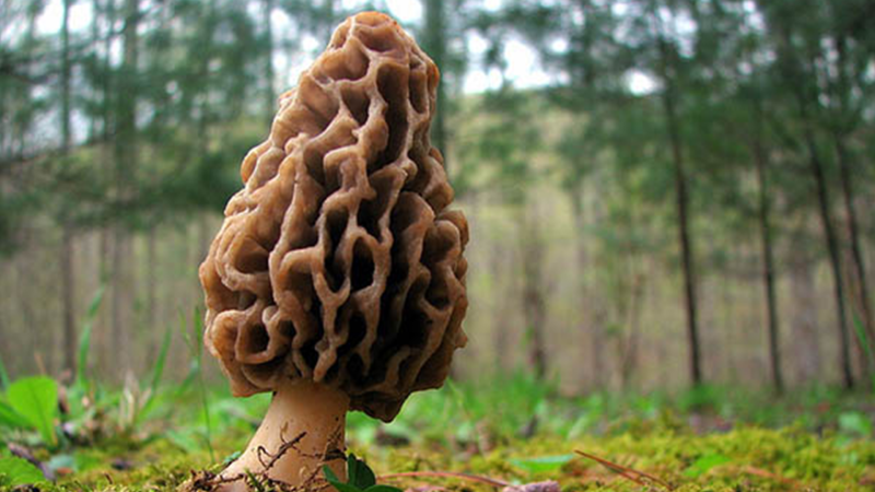 Şimalın qızıl göbələyi - Quzuqarnı