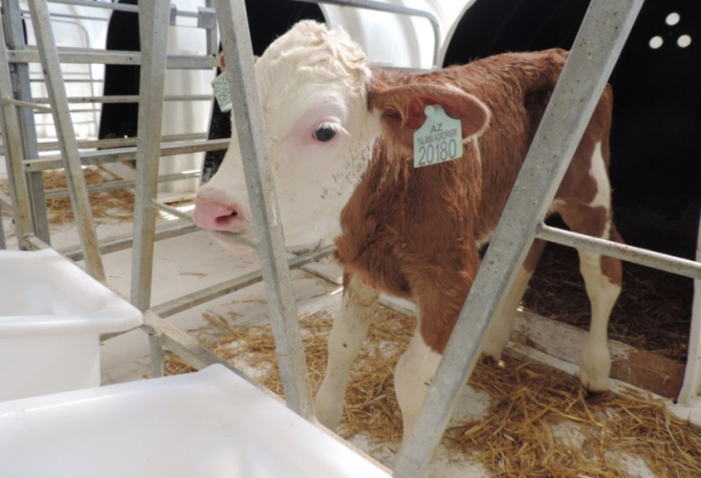 Şəkidə heyvan sahiblərinə 113 min manat subsidiya hesablanıb