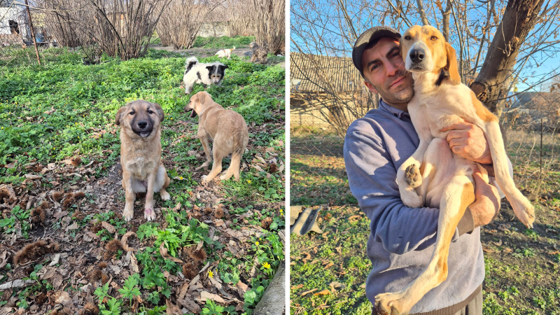 Zaqatalada 400-dən çox itin taleyi təhlükədə: sığınacaq köçürülür