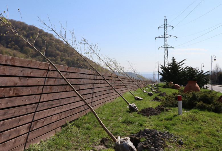 Qəbələdə 800 ağac əkildi