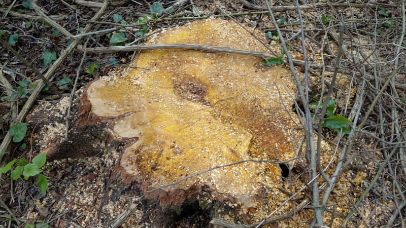 Oğuzda qanunsuz ağac kəsənlər saxlanılıb