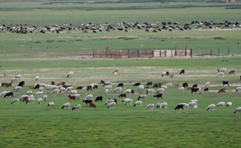 Kəndlərdə heyvan nobatı ənənəsi unudulur?