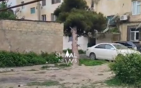 Xaçmazda qəzalı ağac təhlükə yaradır