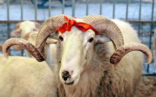 Şimalda qurbanlıq heyvanlar bu ünvanlarda kəsilib satılacaq