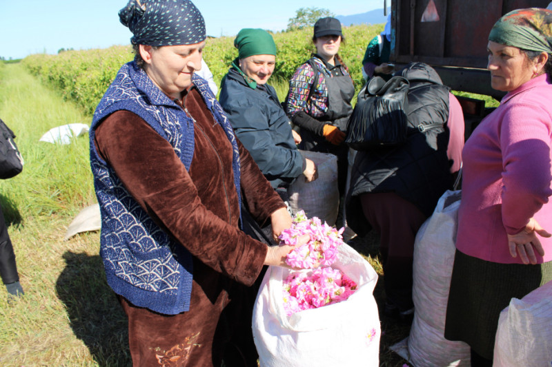 Zaqatalada istehsal olunan qızılgül və lavanda yağları dünya bazarında