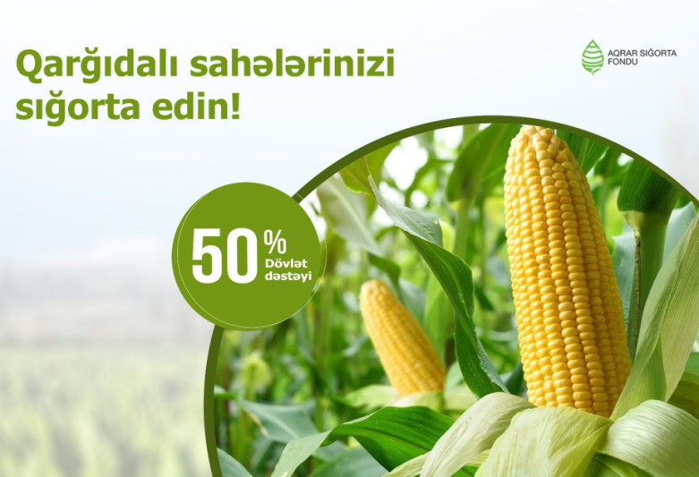 Qarğıdalı sahələrinin sığortasına başlanılıb
