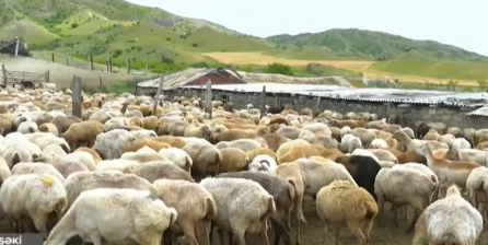 Qoyunçuluqda qazancın sirri nədədir?