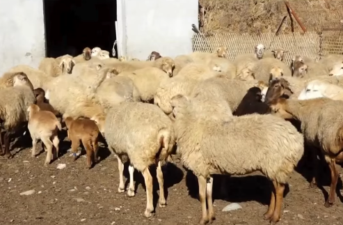 Baytar həkim tapa bilirsiniz?