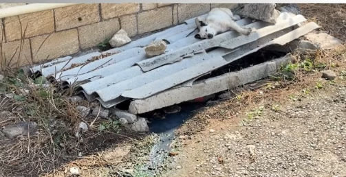 Şamaxıda 30 illik kanalizasiya problemi: çirkab suları küçəyə axıdılır