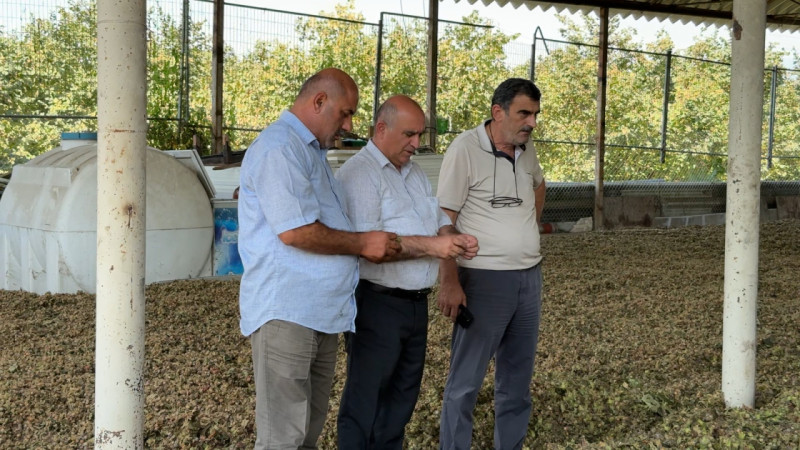 Oğuzda fındıq bol oldu, amma fermer sevinə bilmir