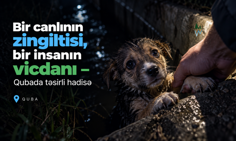 Bir canlının zingiltisi, bir insanın vicdanı – Qubada təsirli hadisə - VİDEO