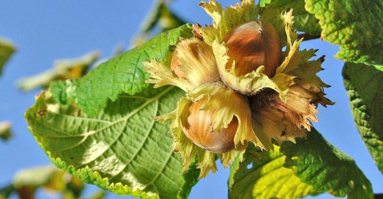 Fermerlər: Fındığı 3 manata da sata bilmirik