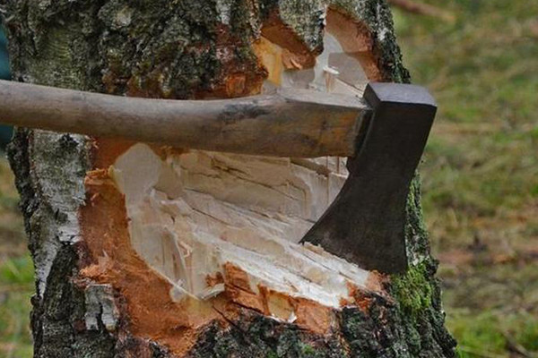 Oğuzda 30 ağacın kəsilməsi ilə bağlı cinayət işi başlanıb