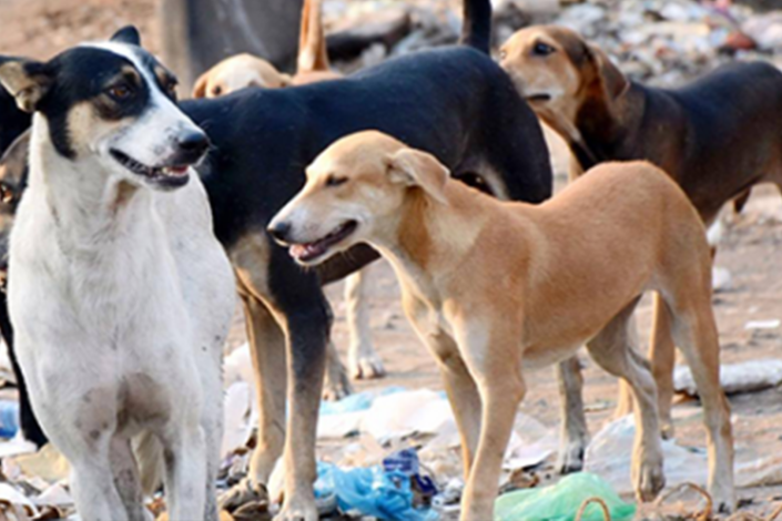 Qubada it kabusu-İki nəfər xəstəxanalıq oldu