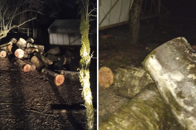 İsmayıllıda meşə talan edilir- Vəzifəli şəxslə bağlı iddia - VİDEO