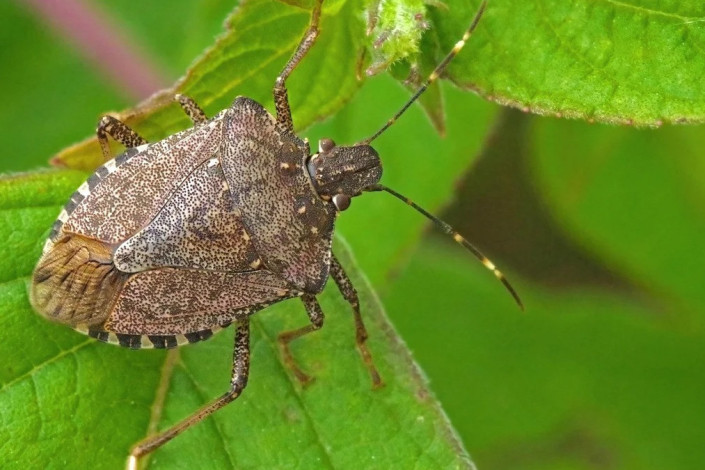 Şimalda zərərvericilərə qarşı səfərbərlik: Risk zonaları açıqlandı