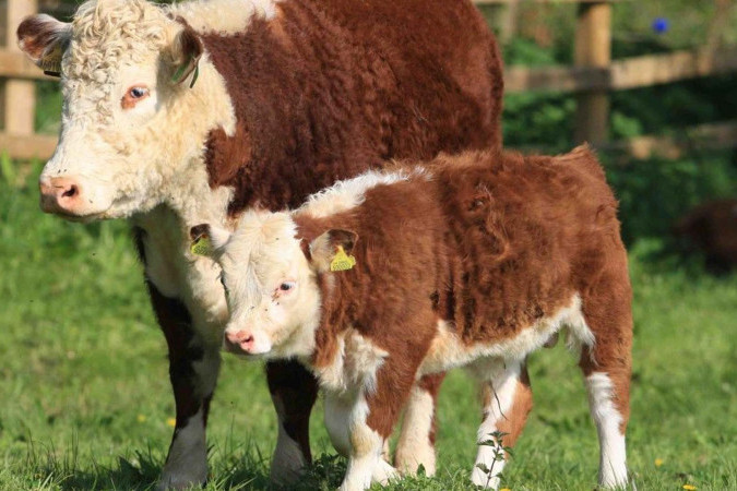 Heyvandarlıqda hansı rayon öndədir?- STATİSTİKA