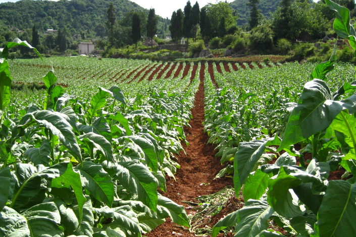 Şimal-qərb rayonlarında 800 ha tütün əkiləcək