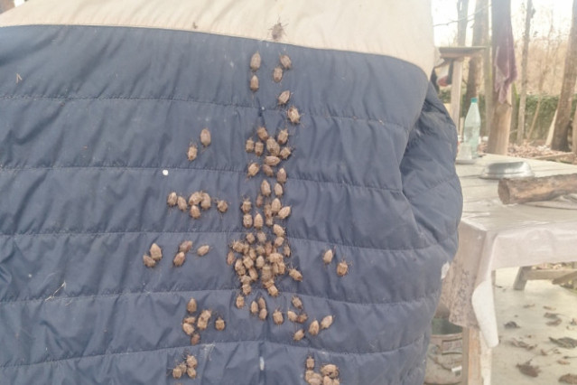 Qəhvəyi mərmər bağacığına qarşı monitorinqlər davam edir