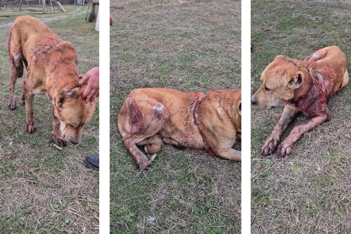 Balakəndə heyvana qarşı zorakılıq – Baltalanan itin taleyi hamını sarsıtdı