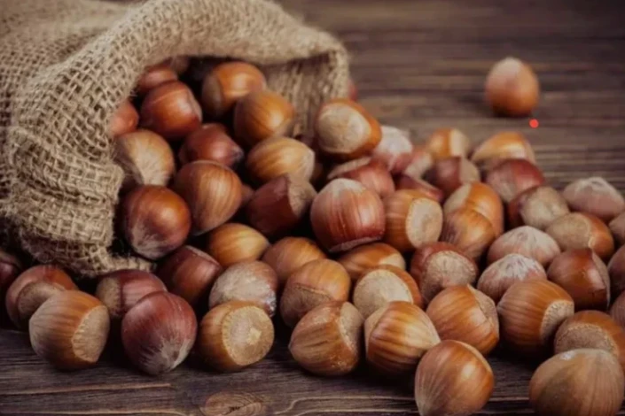 Qaxda fındıq bağları damcı-damcı suvarılır