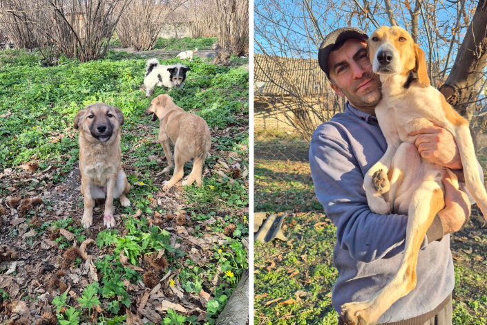 Zaqatalada 400-dən çox itin taleyi təhlükədə: sığınacaq köçürülür