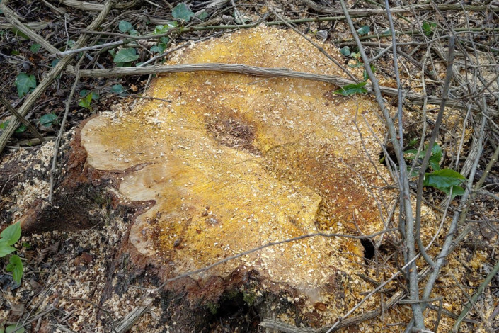 Oğuzda qanunsuz ağac kəsənlər saxlanılıb