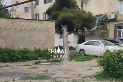 Xaçmazda qəzalı ağac təhlükə yaradır