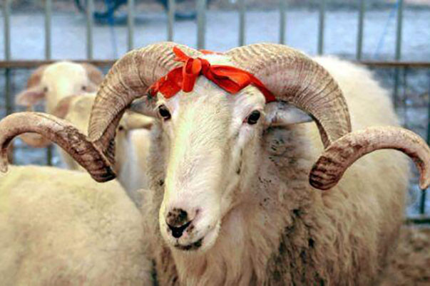 Şimalda qurbanlıq heyvanlar bu ünvanlarda kəsilib satılacaq