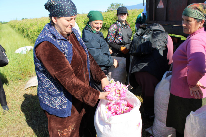 Zaqatalada istehsal olunan qızılgül və lavanda yağları dünya bazarında