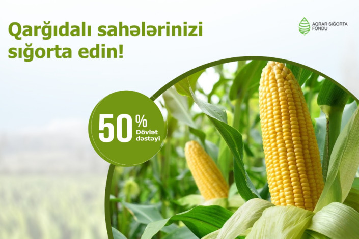 Qarğıdalı sahələrinin sığortasına başlanılıb