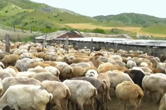 Qoyunçuluqda qazancın sirri nədədir?