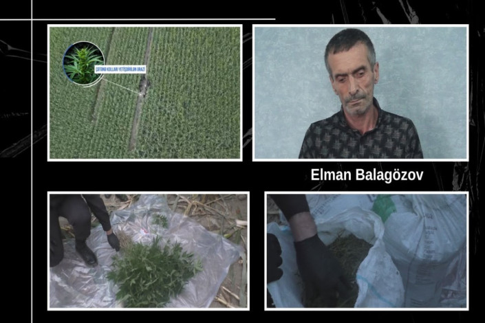 Balakəndə qarğıdalı sahəsində 21 kiloqram narkotik aşkarlanıb
