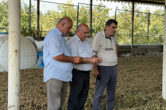 Oğuzda fındıq bol oldu, amma fermer sevinə bilmir