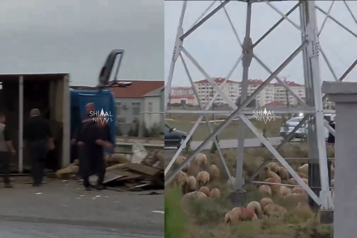Quba-Bakı yolunda qoyunları daşıyan yük maşını aşıb