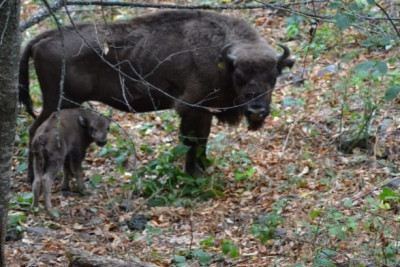 İsmayıllıda 5-ci zubr balası dünyaya gəlib