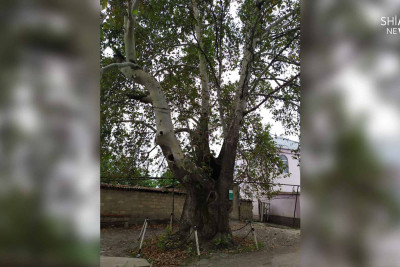 Qubada çinarın 400 ildən artıq yaşı var