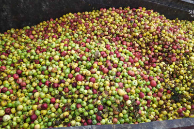 Quba alması: ziyanın yarısından qayıtmaq da xeyirdir