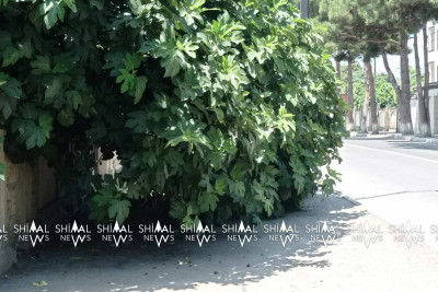 Xaçmaz: köhnə polis şöbəsinin yanında piyada səkisi “zəbt edilib”