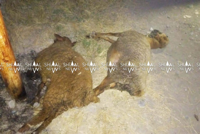Qubada “tok” heyvanları vuraraq öldürüb