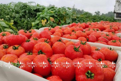 Şimal bölgəsində pomidorun qiyməti çox ucuzlaşıb