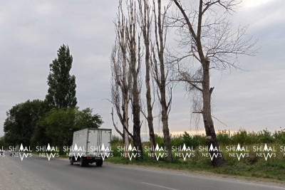 Xaçmaz-Quba yolundakı 6 quru ağac sürücüləri narahat edir