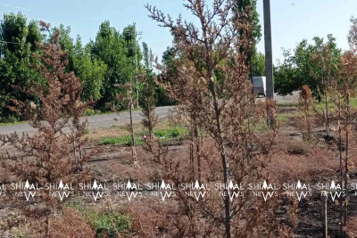 Xaçmazın Yergüс kəndində ağaclar quruyur