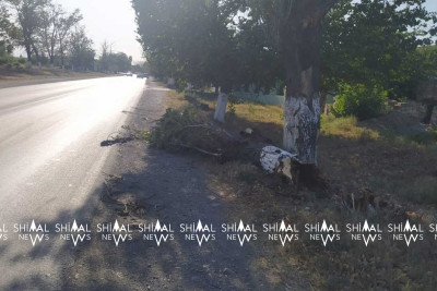 Quba-Xaçmaz yolunda ağac aşıb