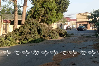 Xaçmazda aşmaq üzrə olan böyük ağac kəsilib